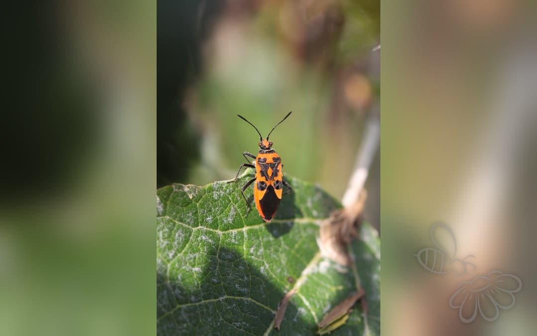Her ses et billede af arten Rød Kanttæge (Corizus hyoscyami). Fotoet er taget af Slimguy og hentet fra Wikimedia Commons (CC BY-SA 4.0).