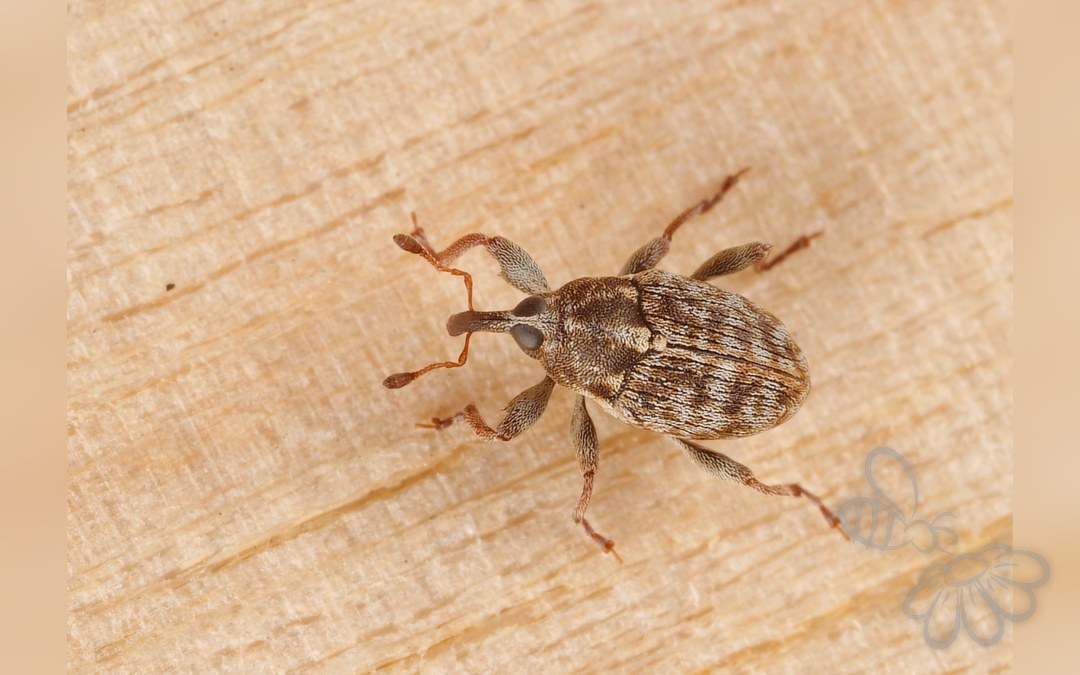 Her ses et billede af arten Coryssomerus capucinus. Fotoet er taget af AfroBrazilian og hentet fra Wikimedia Commons (CC BY-SA 4.0).
