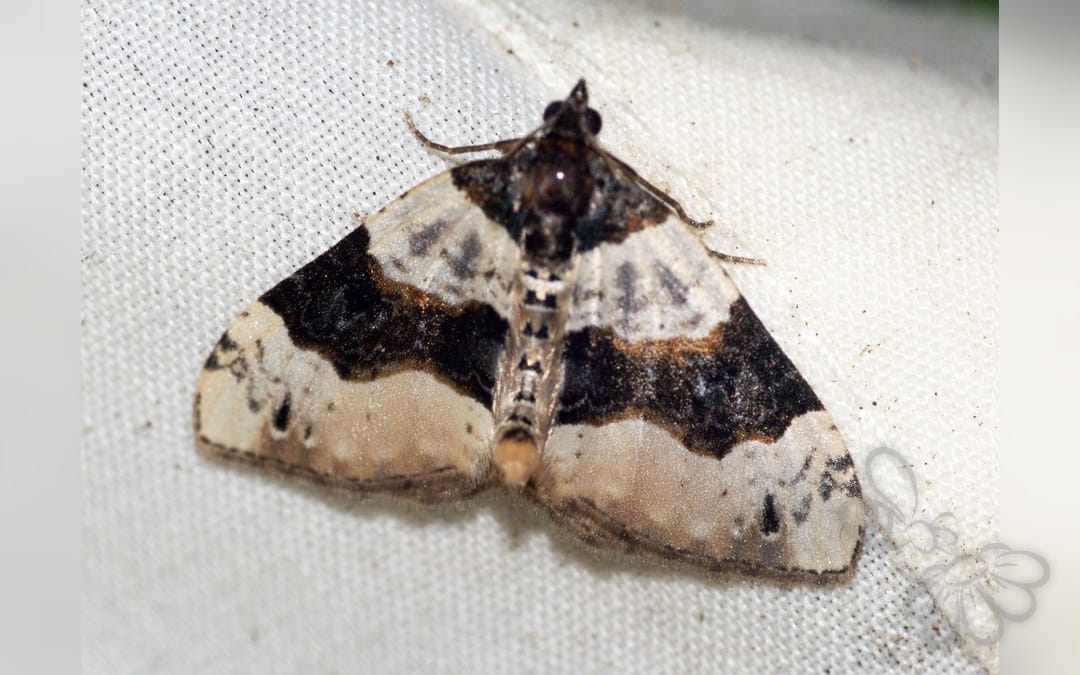 Her ses et billede af arten Snerre-Bladmåler (Cosmorhoe ocellata). Fotoet er taget af Ben Sale og hentet fra Wikimedia Commons (CC BY 2.0).