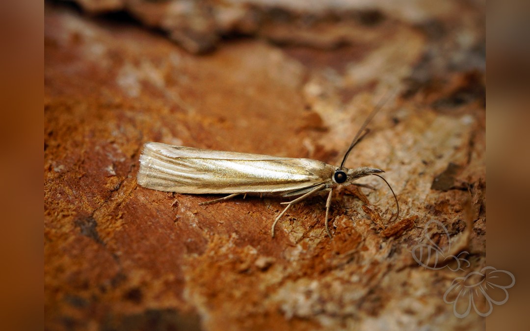 Her ses et billede af arten Crambus perlella. Fotoet er taget af Ben Sale og hentet fra Wikimedia Commons (CC BY 2.0).