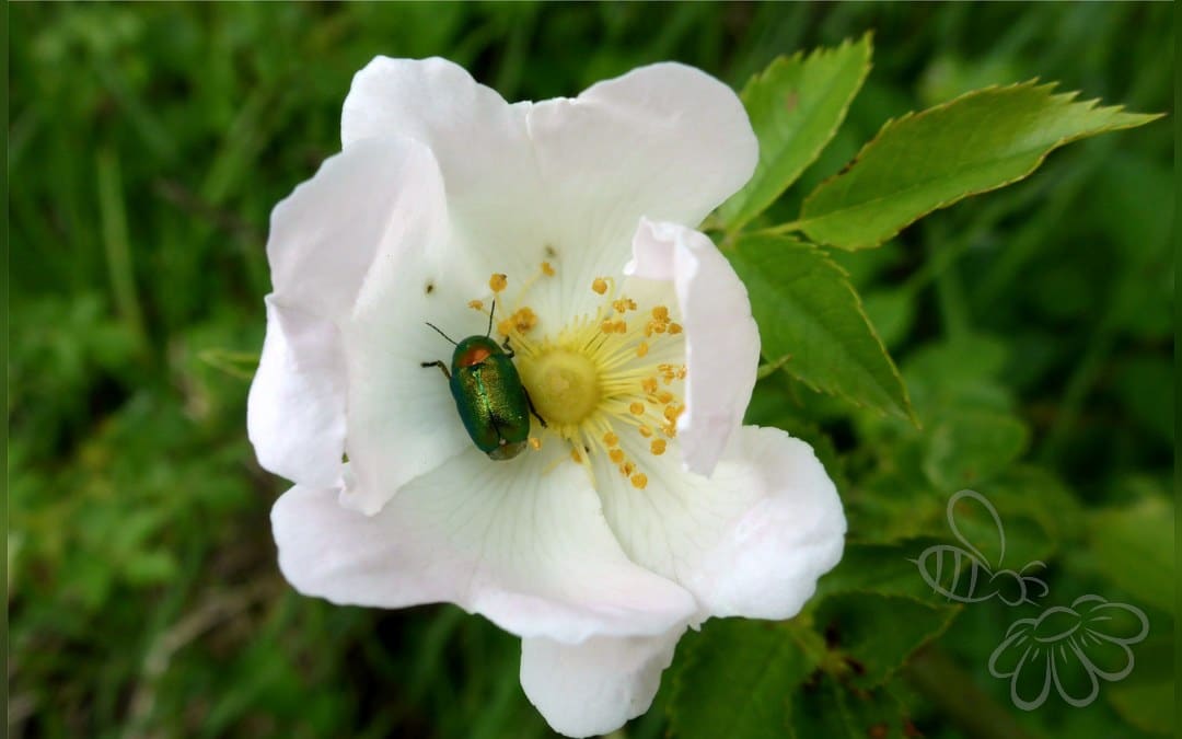Cryptocephalus aureolus