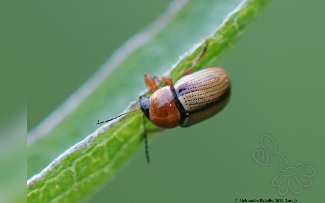 Cryptocephalus fulvus