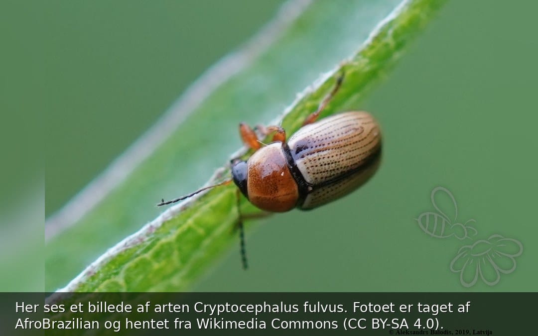 Cryptocephalus fulvus