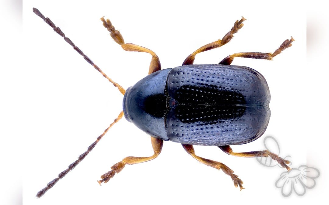 Cryptocephalus labiatus