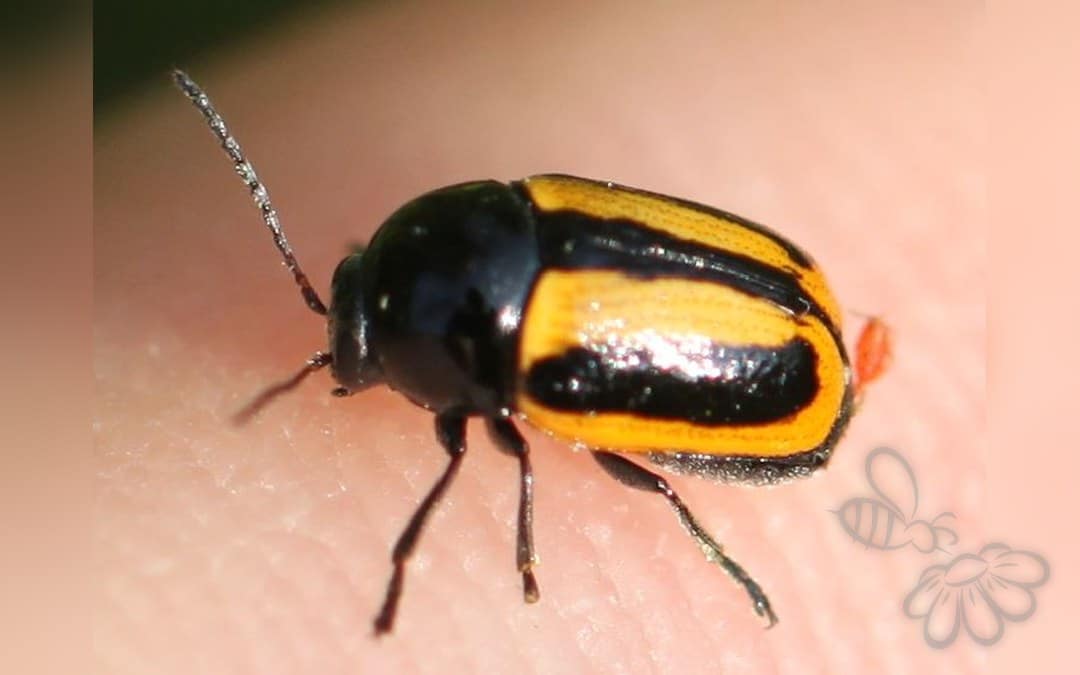 Her ses et billede af arten Cryptocephalus vittatus. Fotoet er taget af Slimguy og hentet fra Wikimedia Commons (CC BY 4.0).