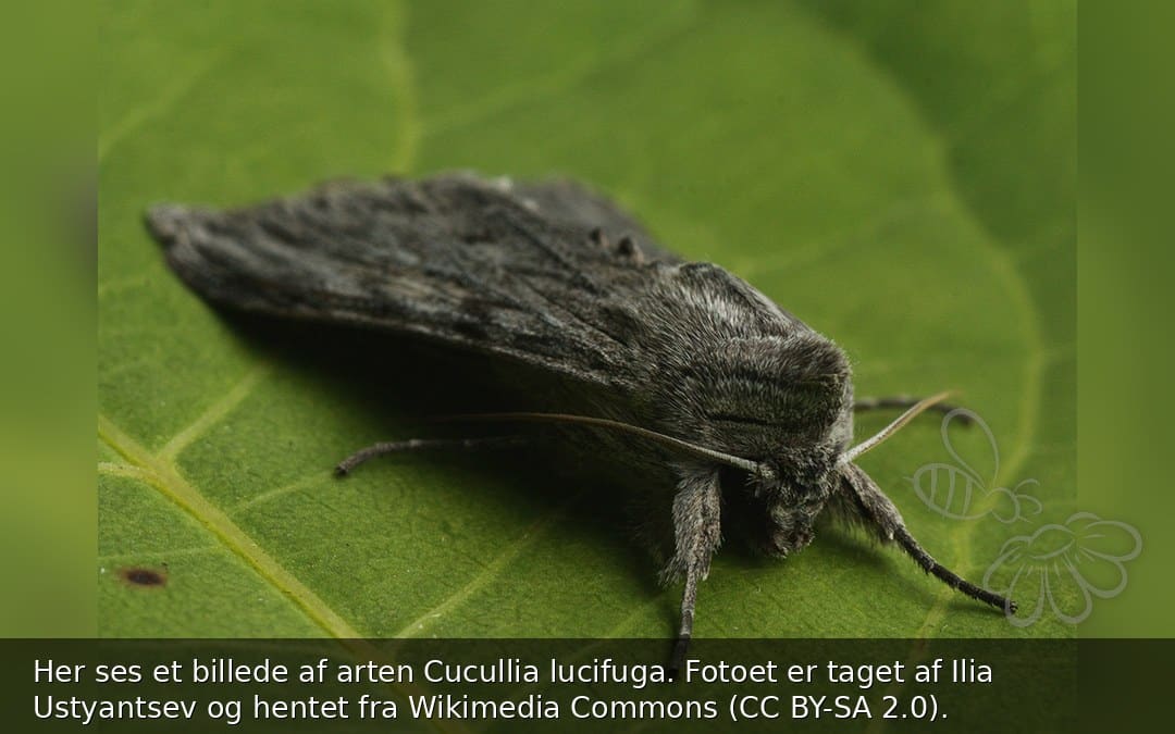 Cucullia lucifuga