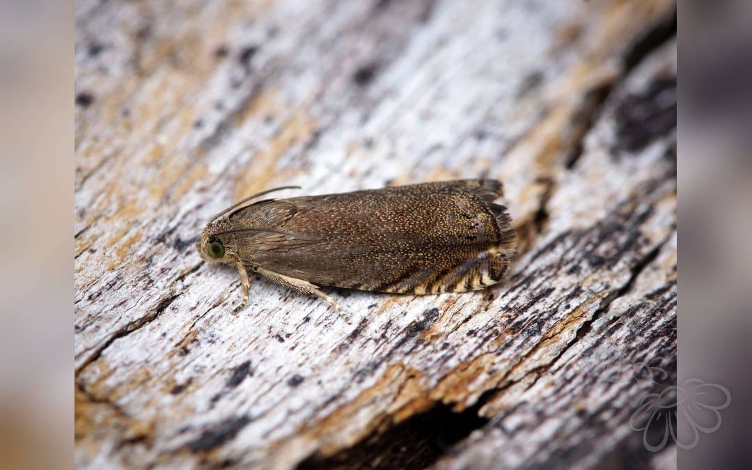 Her ses et billede af arten Ærtevikler (Cydia nigricana). Fotoet er taget af Ben Sale og hentet fra Wikimedia Commons (CC BY 2.0).