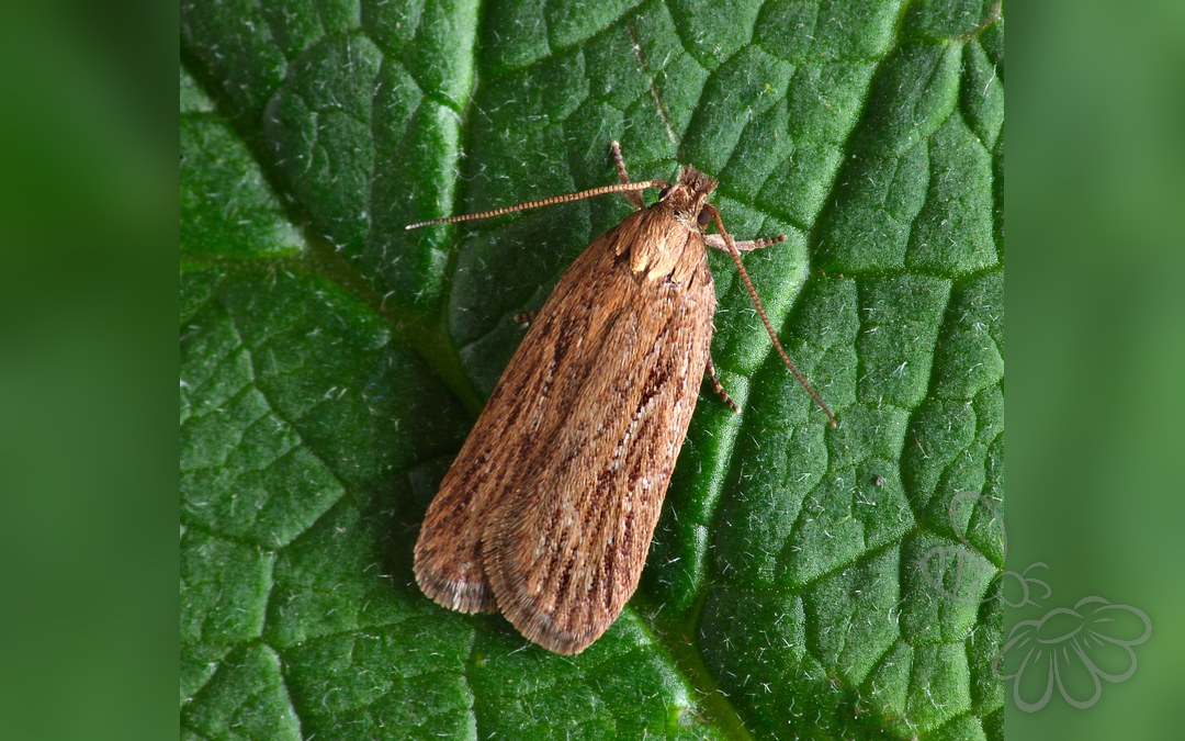 Her ses et billede af arten Kommenmøl (Depressaria daucella). Fotoet er taget af Patrick Clement og hentet fra Wikimedia Commons (CC BY 2.0).
