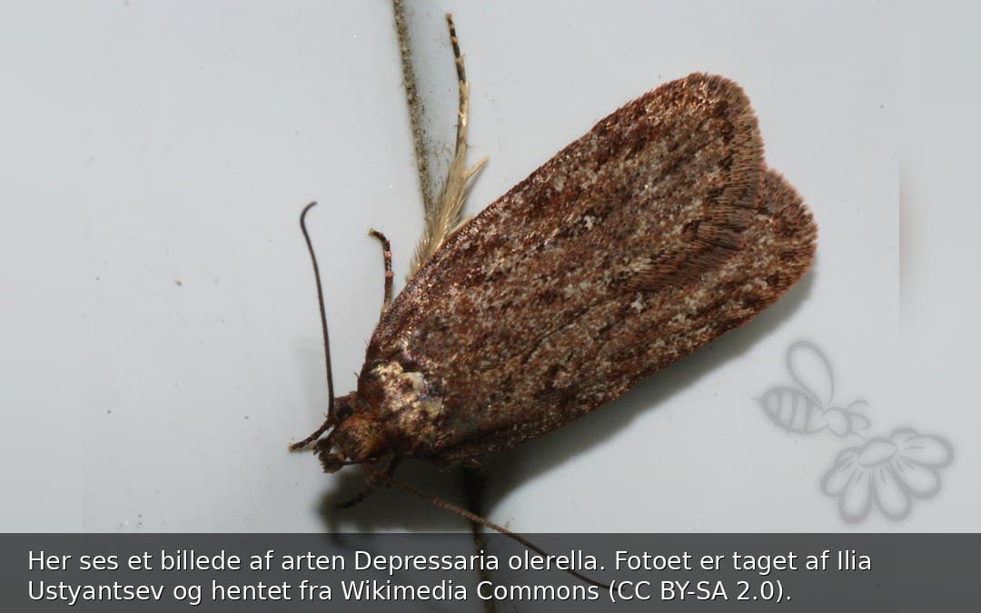 Depressaria olerella