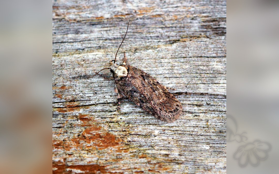 Depressaria pulcherrimella