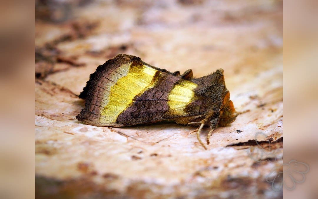 Her ses et billede af arten Messingugle (Diachrysia chrysitis). Fotoet er taget af Ben Sale og hentet fra Wikimedia Commons (CC BY 2.0).