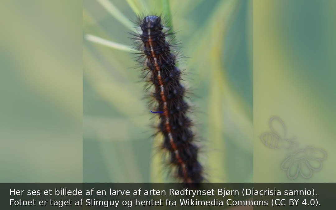 Rødfrynset Bjørn