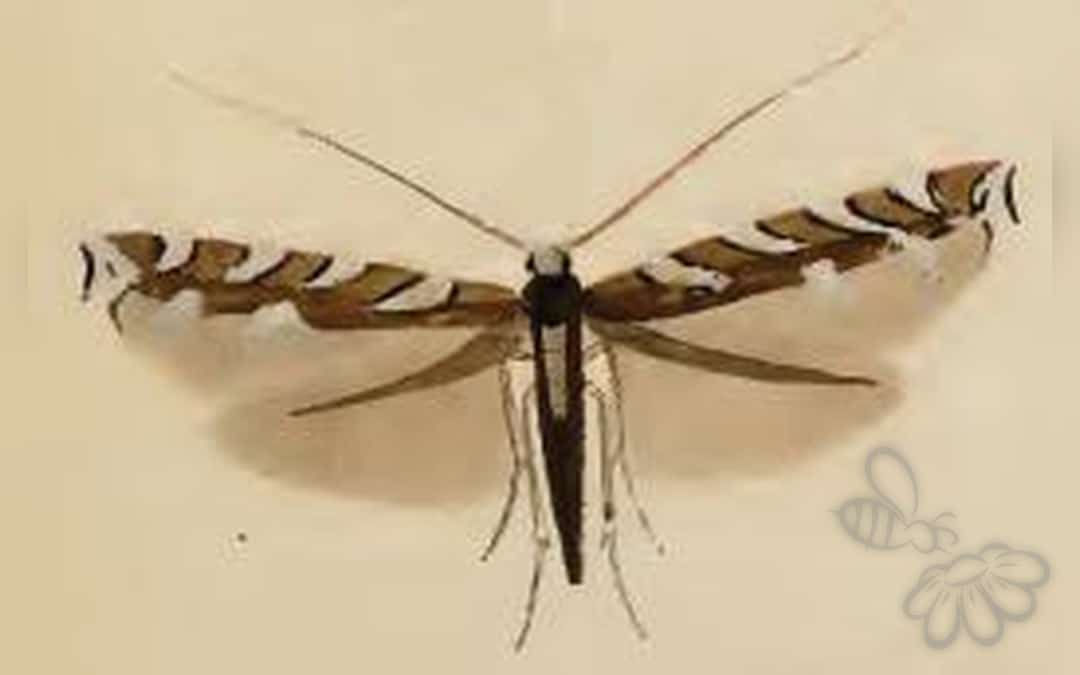 Dialectica imperialella