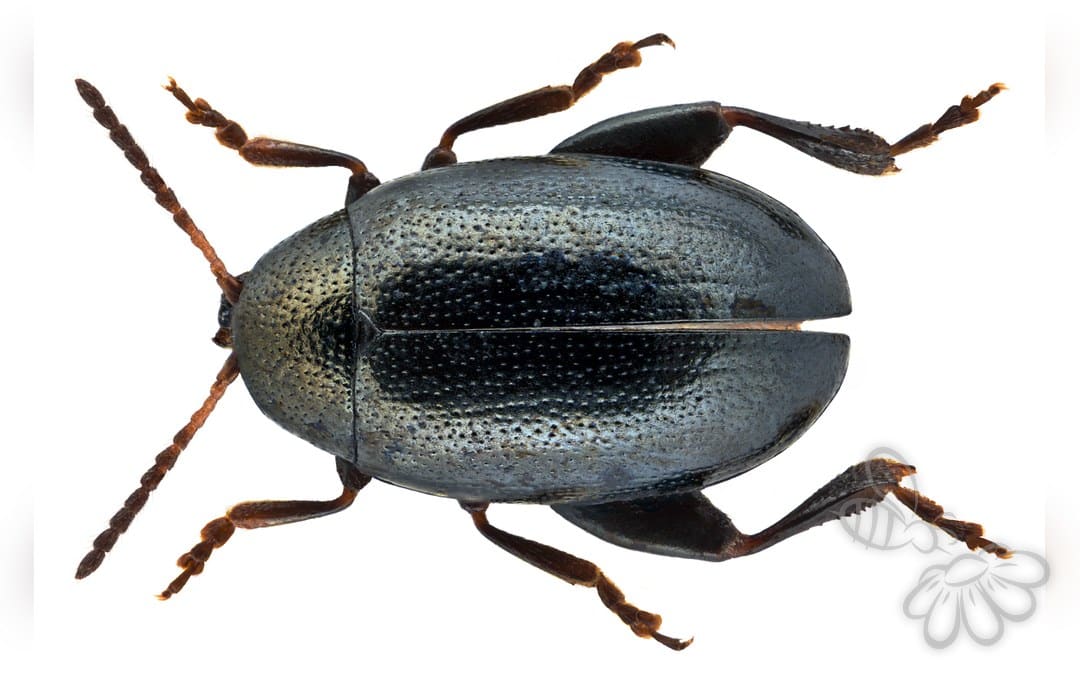 Dibolia occultans