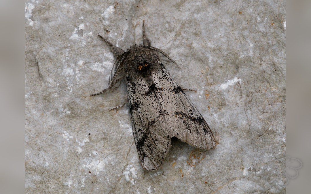 Her ses et billede af arten Hedenonne (Dicallomera fascelina). Fotoet er taget af Please report references to kulacgmx.at. og hentet fra Wikimedia Commons (CC BY-SA 3.0).