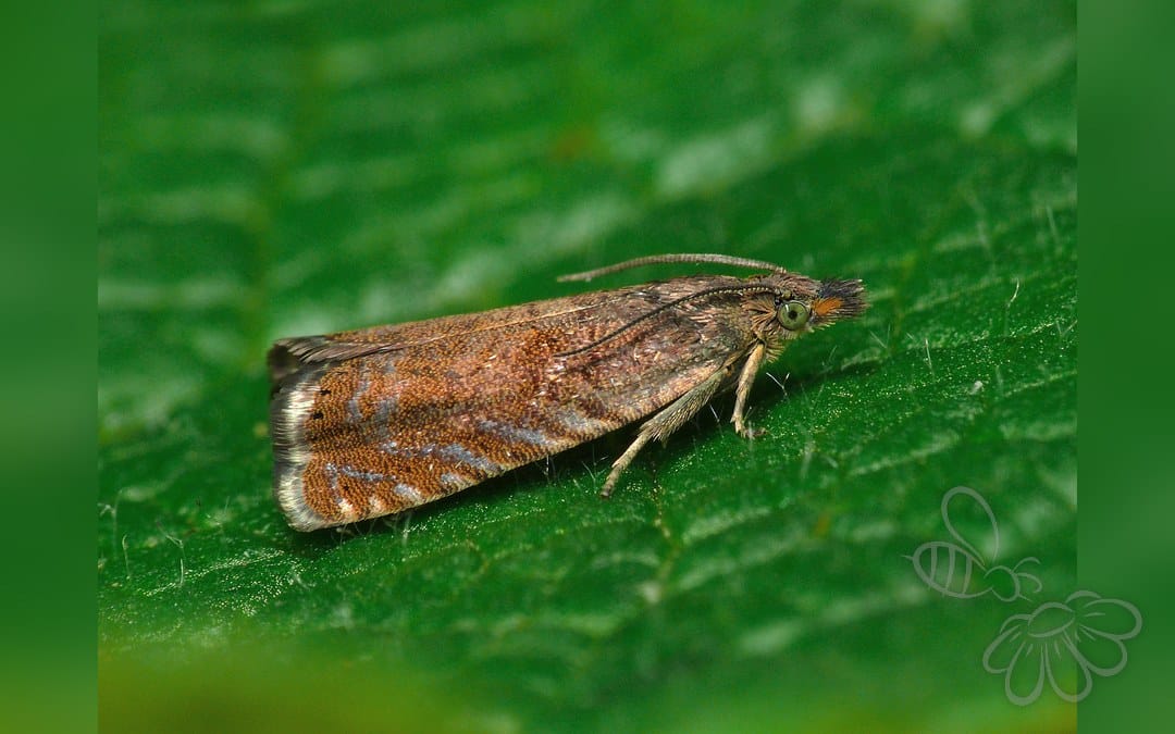 Dichrorampha aeratana