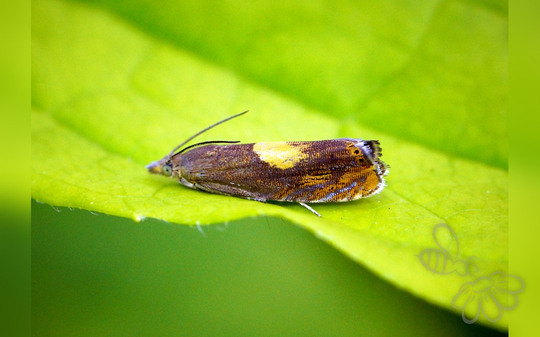 Dichrorampha alpinana