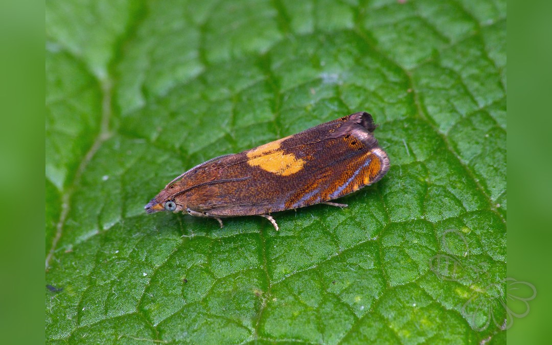Her ses et billede af arten Gulrygget Rejnfanvikler (Dichrorampha flavidorsana). Fotoet er taget af Patrick Clement og hentet fra Wikimedia Commons (CC BY 2.0).