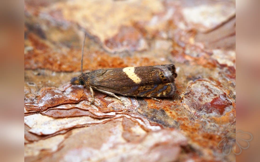 Her ses et billede af arten Lille Røllikerodvikler (Dichrorampha petiverella). Fotoet er taget af Ben Sale og hentet fra Wikimedia Commons (CC BY 2.0).