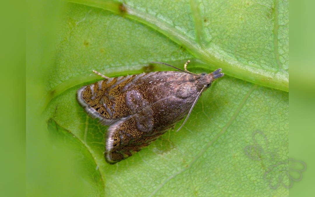 Dichrorampha plumbana
