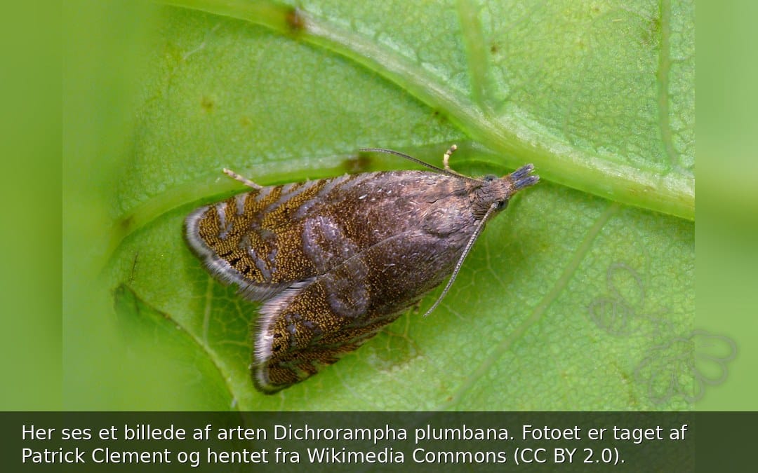 Dichrorampha plumbana