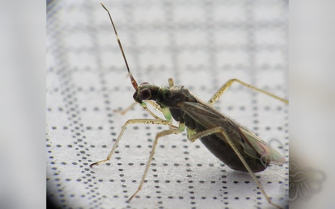 Her ses et billede af arten Dueurtblomstertæge (Dicyphus epilobii). Fotoet er taget af Petro Pynnönen og hentet fra Wikimedia Commons (CC BY-SA 4.0).
