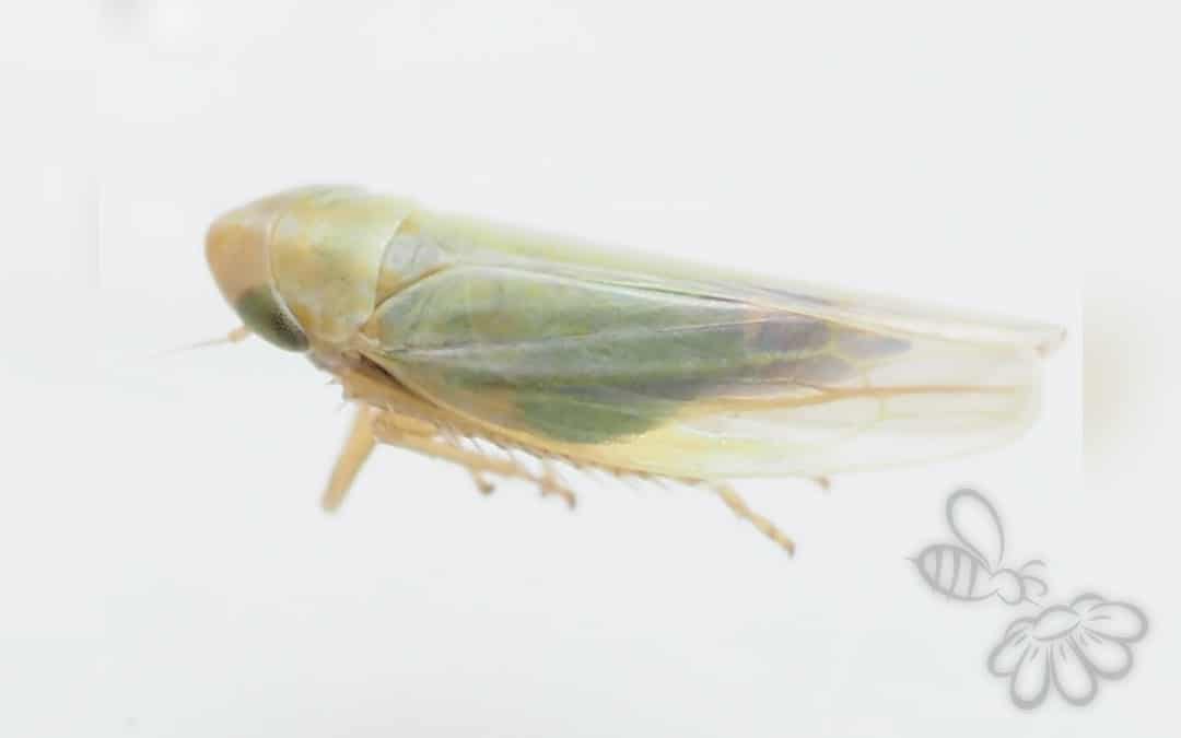 Dikraneura variata