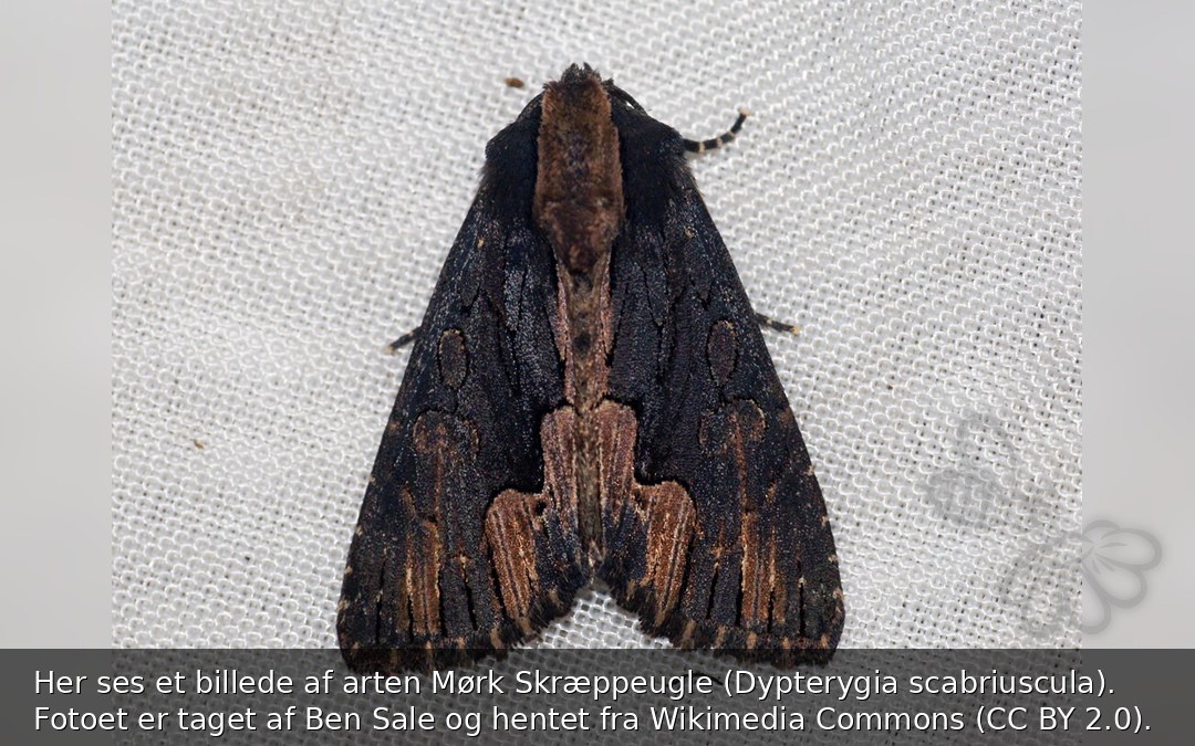 Mørk Skræppeugle