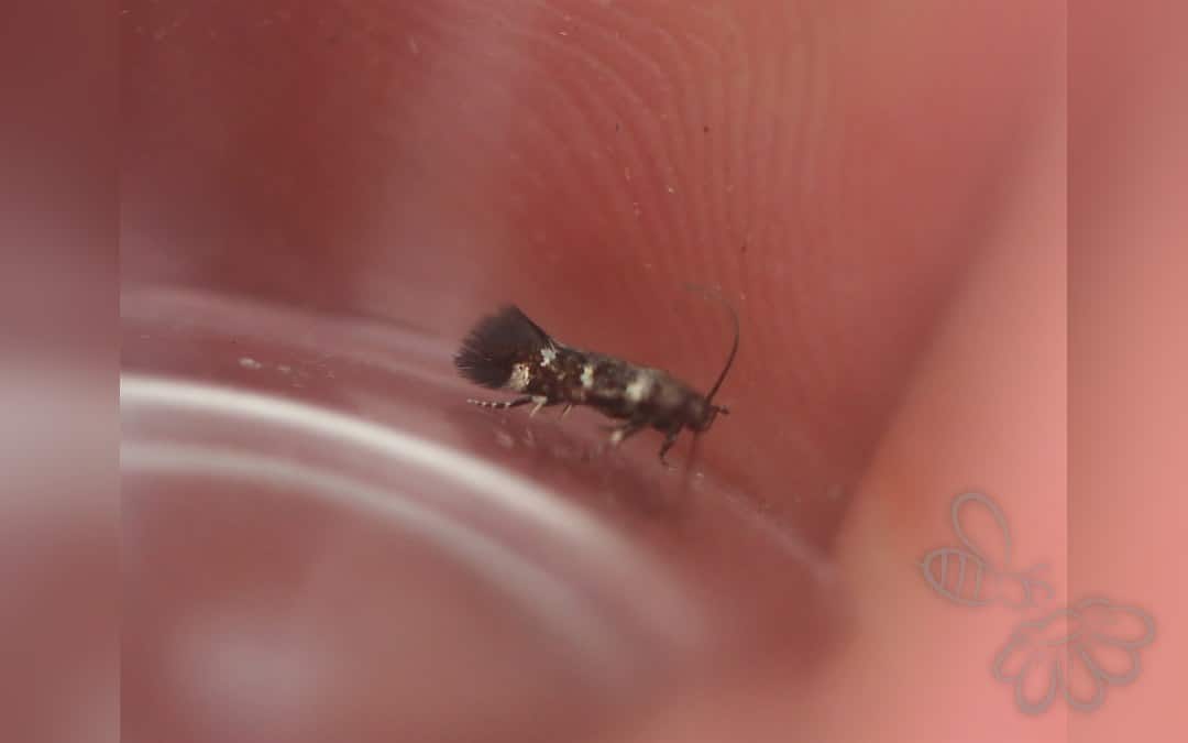 Elachista geminatella