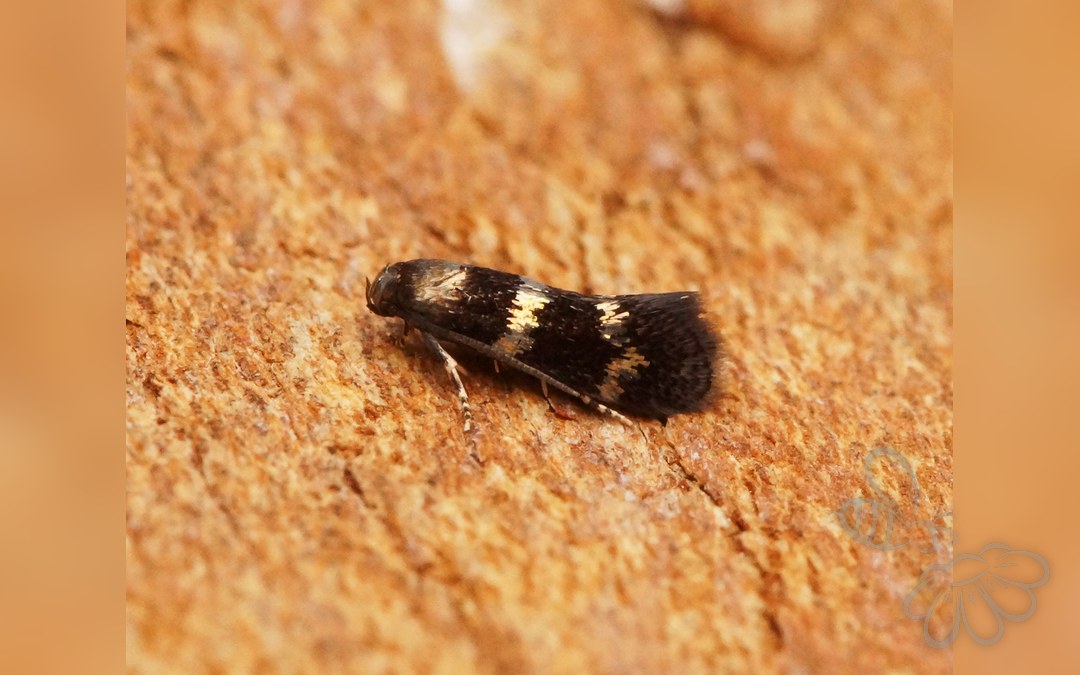 Elachista gleichenella