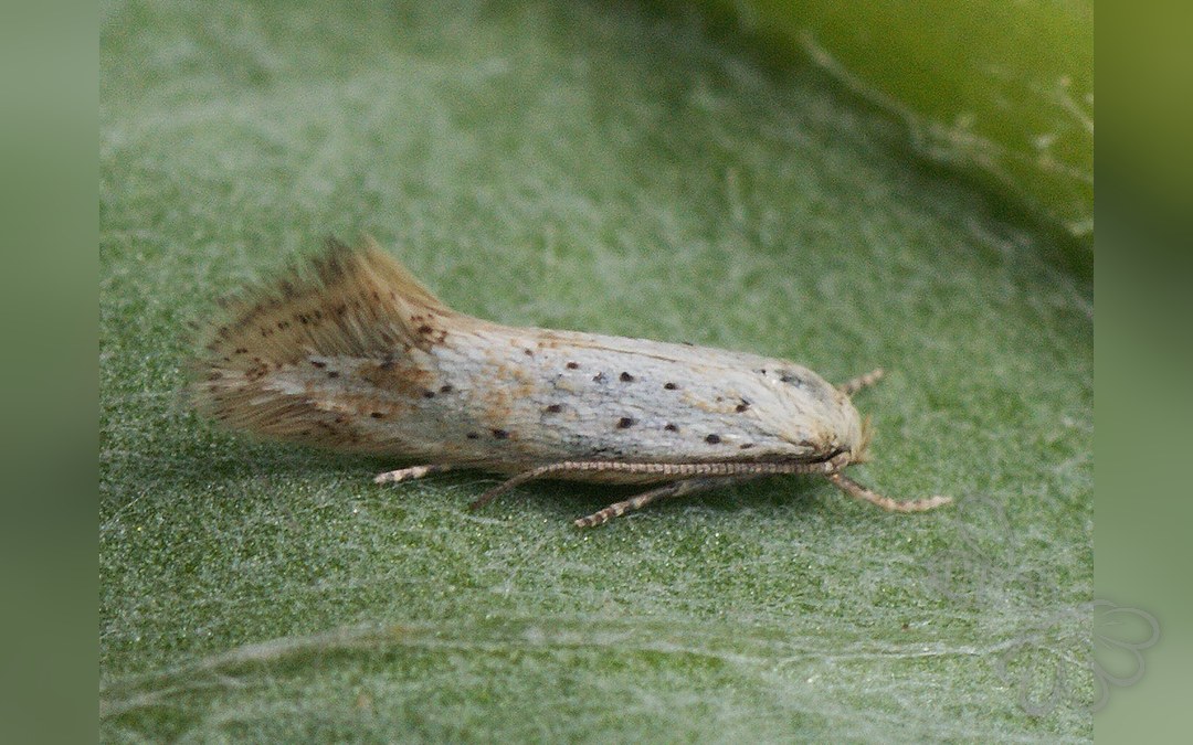 Elachista pollinariella
