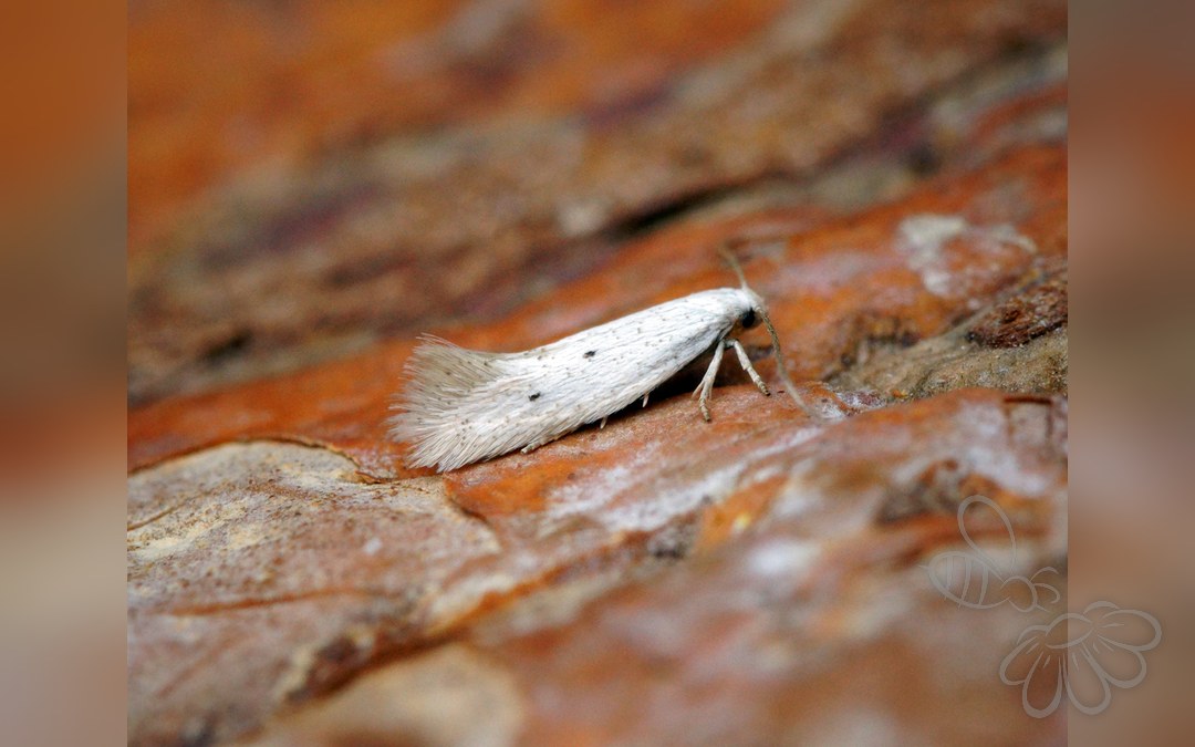 Elachista triatomea