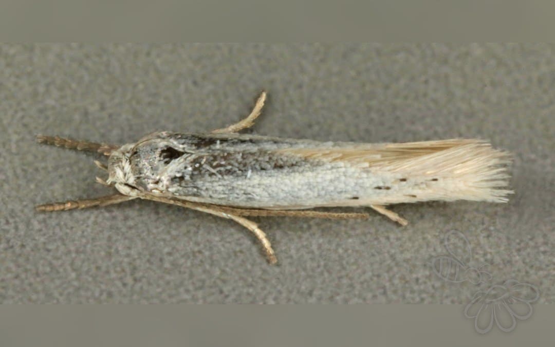 Her ses et billede af arten Elachista triseriatella. Fotoet er taget af Janet Graham og hentet fra Wikimedia Commons (CC BY 2.0).