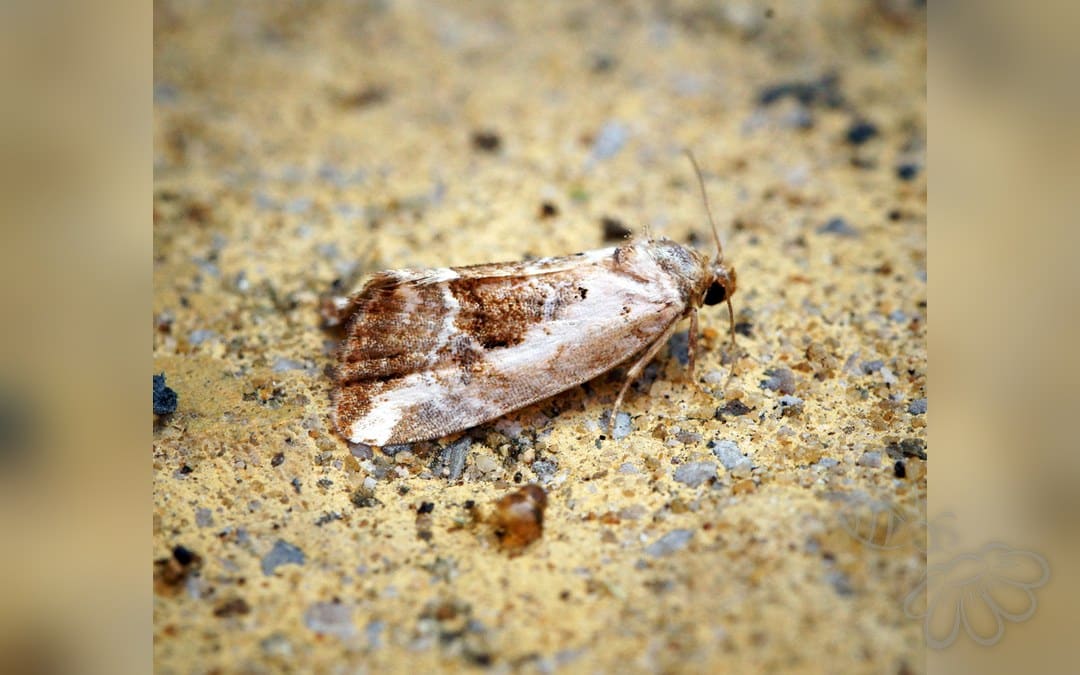 Lille Charmeugle