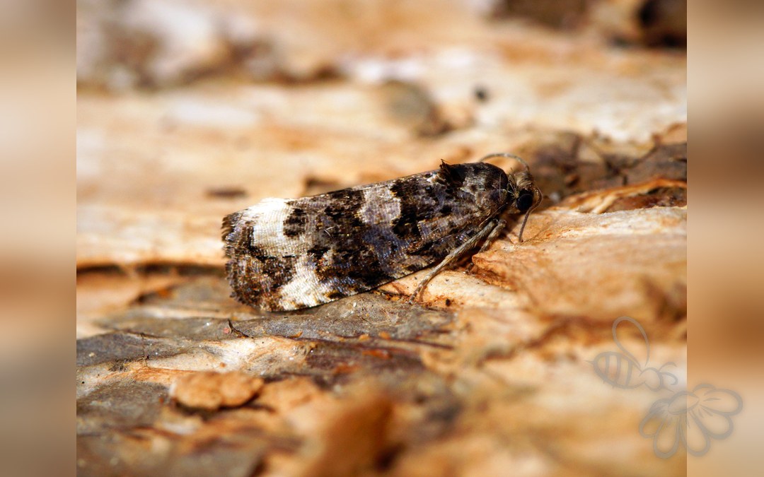 Endothenia marginana