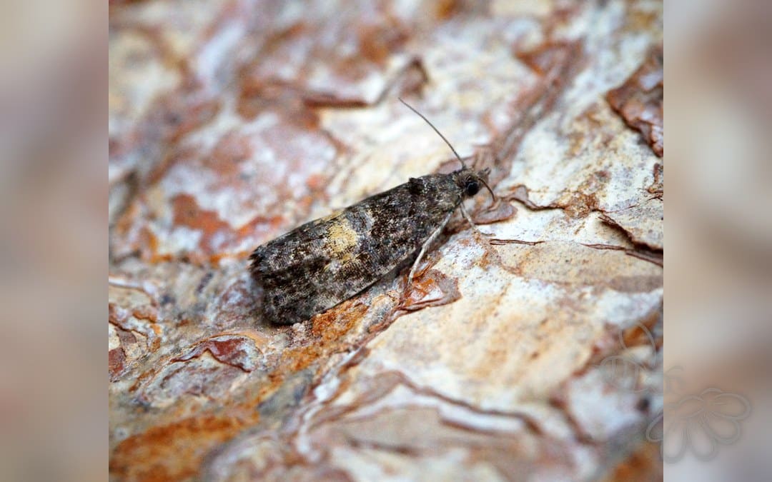 Endothenia nigricostana