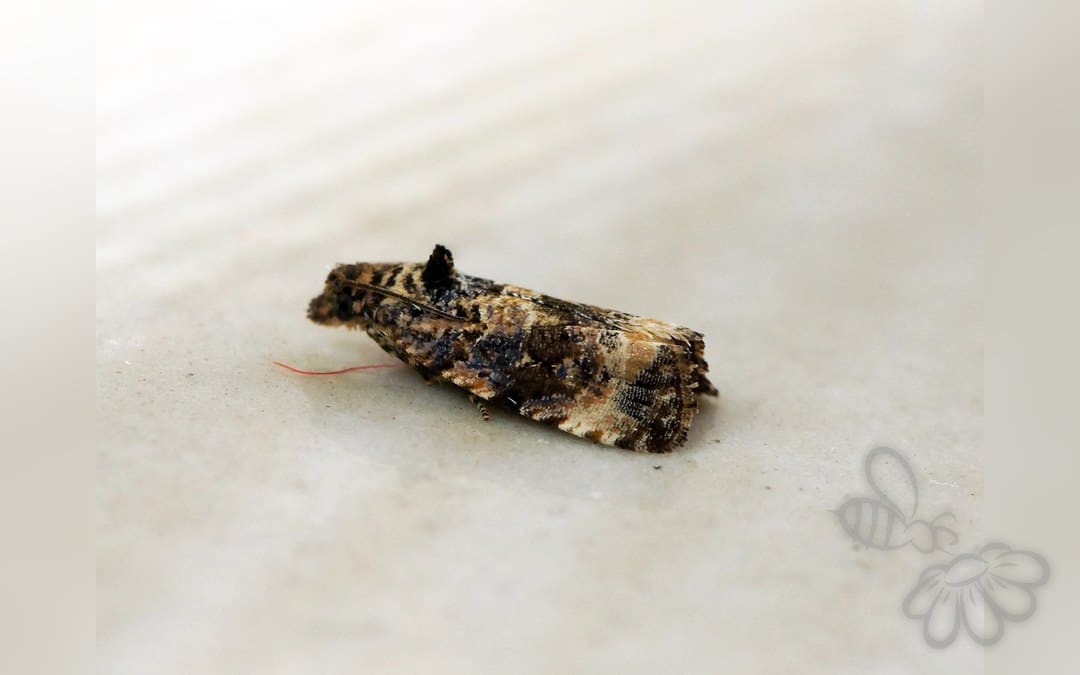 Endothenia oblongana