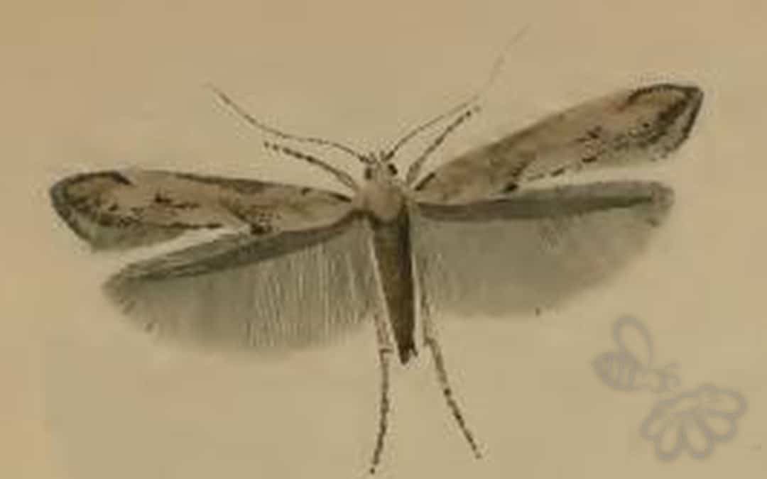Epermenia aequidentellus