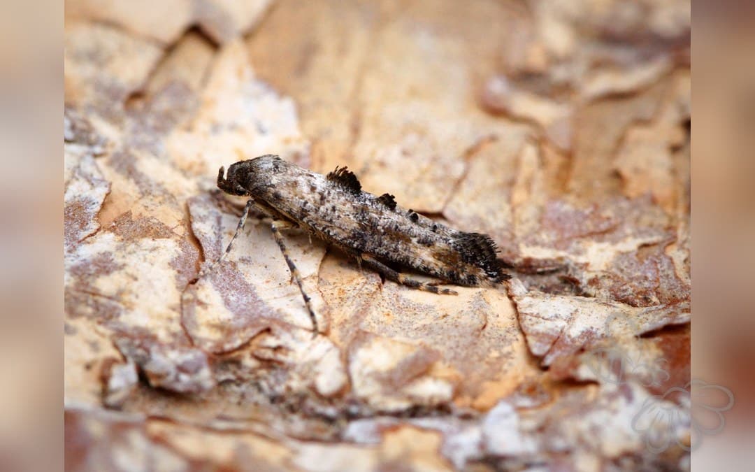 Epermenia chaerophyllella