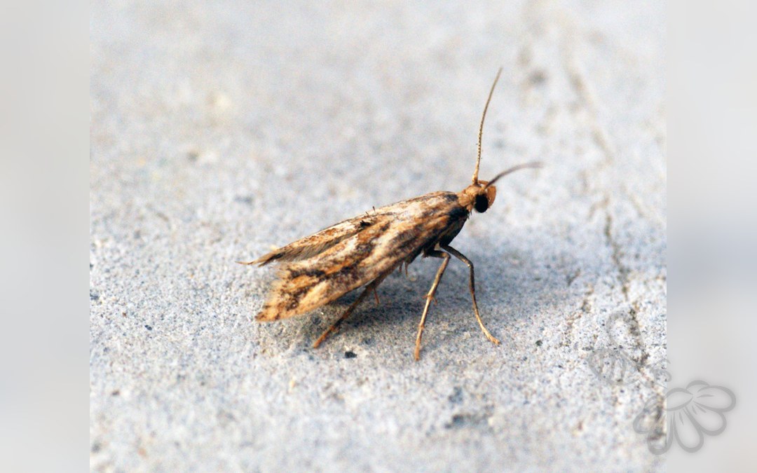 Her ses et billede af arten Epermenia falciformis. Fotoet er taget af Ben Sale og hentet fra Wikimedia Commons (CC BY 2.0).