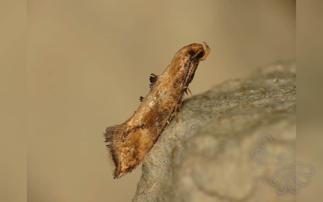 Her ses et billede af arten Skvalderkålmøl (Epermenia illigerella). Fotoet er taget af Donald Hobern og hentet fra Wikimedia Commons (CC BY 2.0).