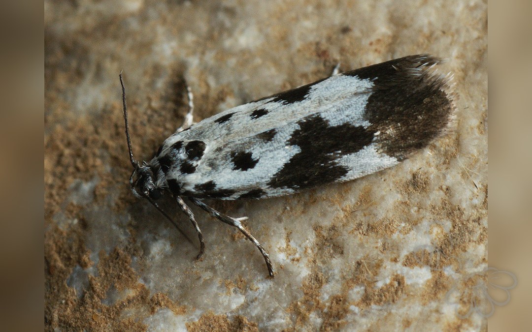 Her ses et billede af arten Kulsukkermøl (Ethmia quadrillella). Fotoet er taget af Ilia Ustyantsev og hentet fra Wikimedia Commons (CC BY-SA 2.0).