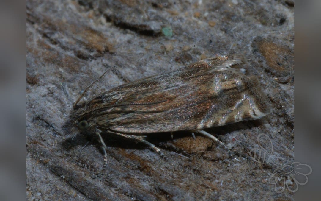 Eucosma aspidiscana