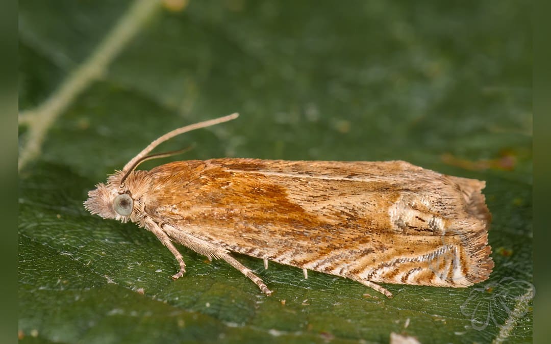 Her ses et billede af arten Eucosma fulvana. Fotoet er taget af Boza48 og hentet fra Wikimedia Commons (CC0).