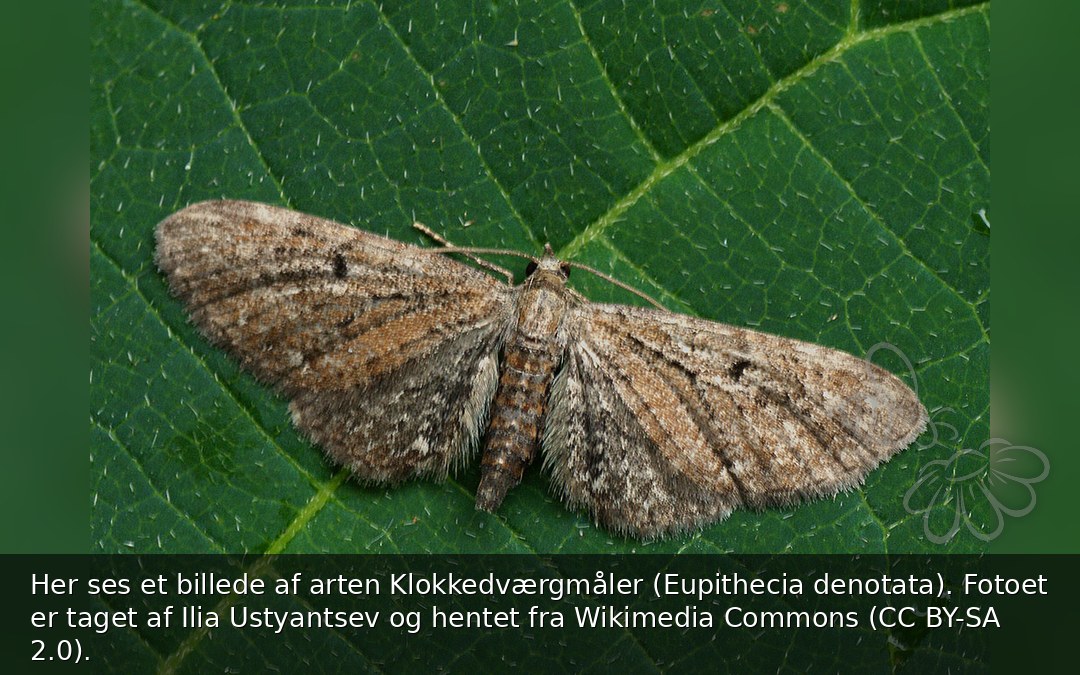 Klokkedværgmåler