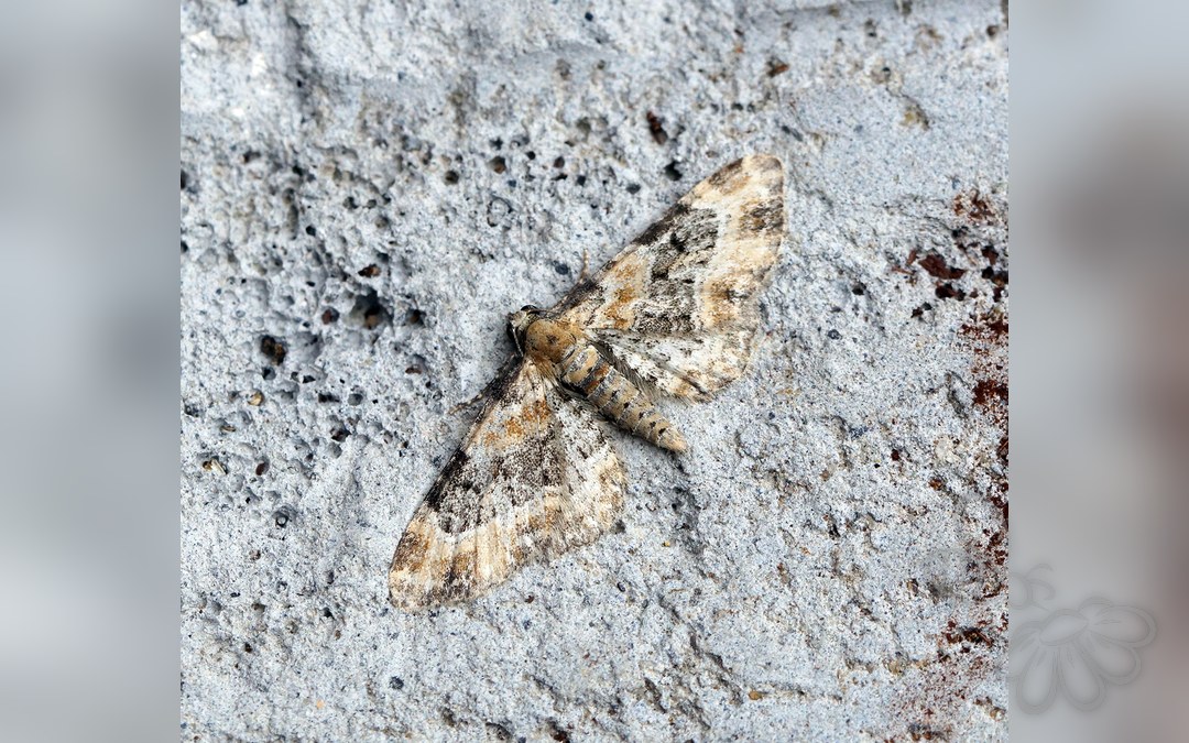 Her ses et billede af arten Torskemunddværgmåler (Eupithecia linariata). Fotoet er taget af Ben Sale og hentet fra Wikimedia Commons (CC BY 2.0).