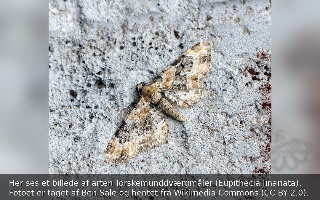 Torskemunddværgmåler
