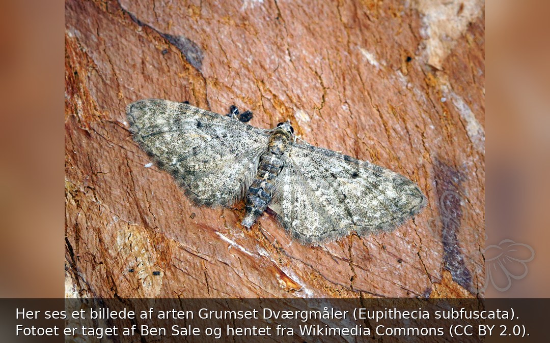 Grumset Dværgmåler