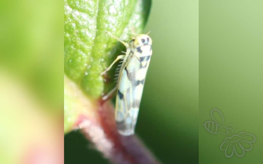 Eupteryx atropunctata
