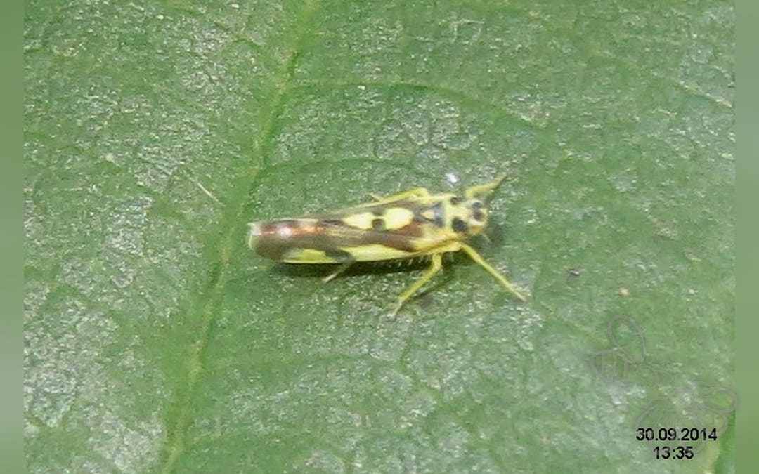 Her ses et billede af arten Eupteryx aurata. Fotoet er taget af David Short og hentet fra Wikimedia Commons (CC BY 2.0).